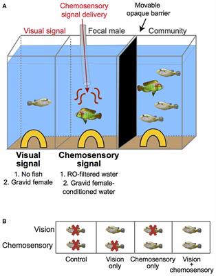 Sexually-Relevant Visual and Chemosensory Signals Induce Distinct Behaviors and Neural Activation Patterns in the Social African Cichlid, Astatotilapia burtoni